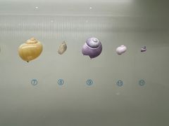 -青岛贝壳博物馆