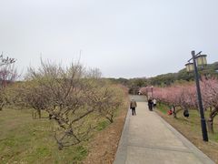 -苏州上方山国家森林公园