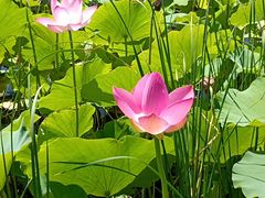 -野鸭湖国家湿地公园