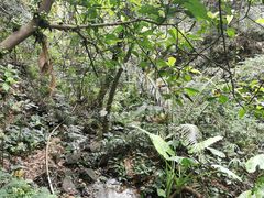 -佛山市三水区大南山森林公园