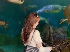 -广东惠东海龟国家级自然保护区