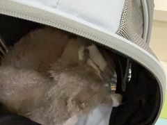 -瑞鹏宠物医院·宠保定点·心脏科·内科(御桥分院)
