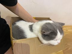 -Heymao猫咖.咖啡厅(东门店)