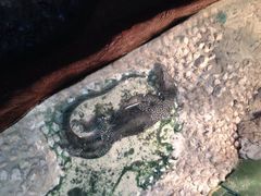 -上海大自然野生昆虫馆