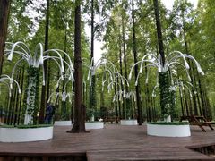 -黄海国家森林公园