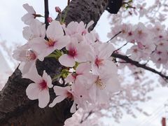 -宝山第一中心小学
