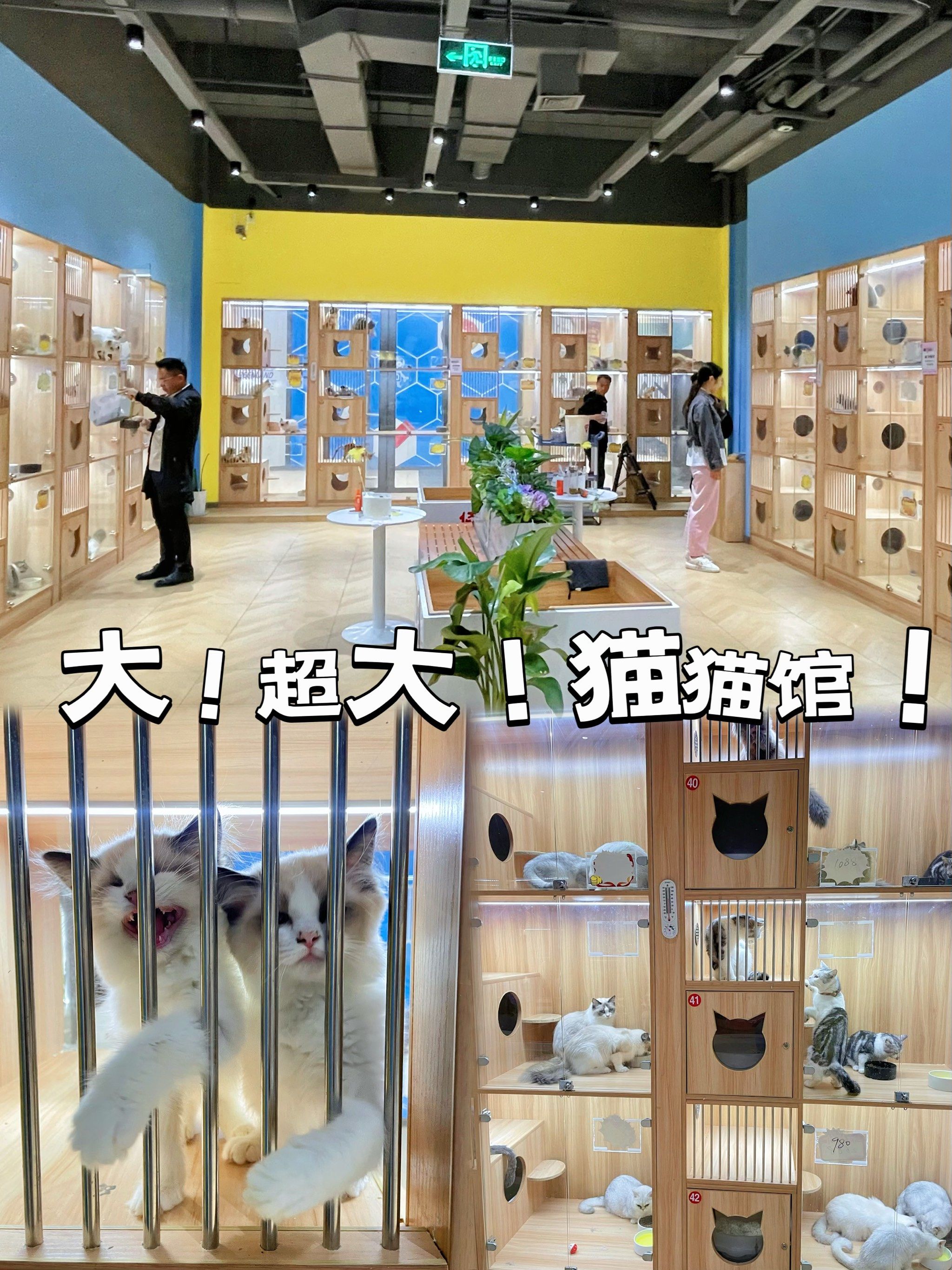 大!大!超大的撸猫宠物馆!