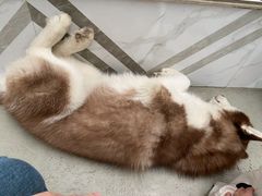 -星多哈·狗咖·拼豆·咖啡