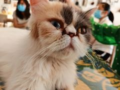 -平行世界·猫咖(首经贸店)