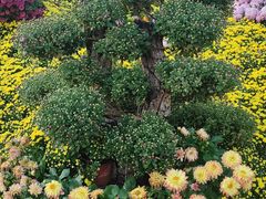 -南山植物园