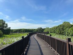 -大湾区中央湿地公园