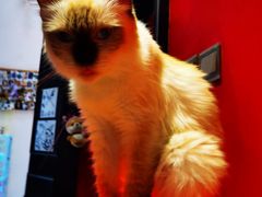 -猫色咖啡·猫咖