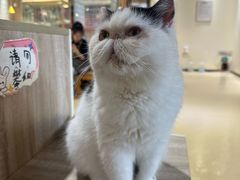-藏猫猫咖啡主题馆(中央大道店)