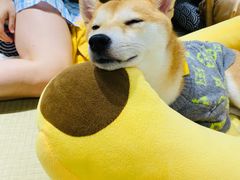 -逗柴咖啡屋·狗咖猫咖宠物桌游