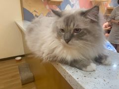 -滚猫咖啡·猫咖·猫友好撸猫(未来城店)