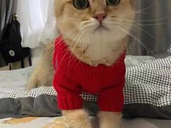 -欣宠猫屋·矮脚拿破仑·蓝金金渐层