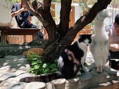 -喵屿·大理花园猫咖