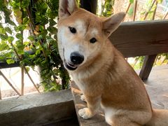 -柴犬高等学院·狗咖·柴犬售卖·宠物训练