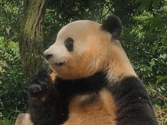 -中国大熊猫保护研究中心雅安碧峰峡基地