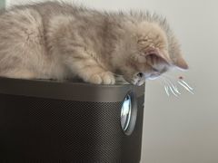 -momokira米努特·德文卷毛猫·棉花面纱犬