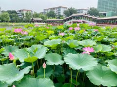 -西海子公园