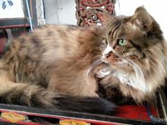 android_upload_pic-Anne猫窝咖啡屋