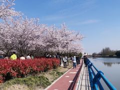 -高东镇樱花园
