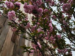 -三圣花乡旅游区