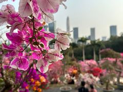 -莲花山公园