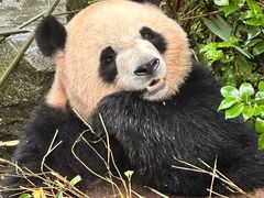 -都江堰中华大熊猫苑
