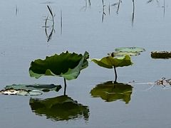 -野鸭湖国家湿地公园