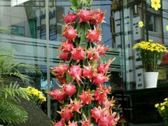 android_upload_pic-桂鑫园烘焙·生日蛋糕·动物奶油(妙桥店)