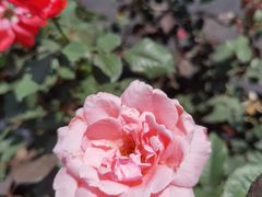 -亚龙湾国际玫瑰谷