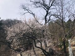 -北京鹫峰国家森林公园