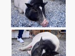 -小时光咖啡馆(开森度假森林店)