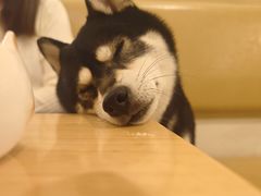 -柴の食堂·日式家庭料理·熊之肆(大学路店)