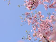 -顾村公园
