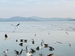 -深圳湾公园(南山区)