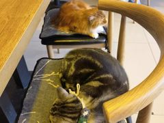 -平行世界·猫咖(首经贸店)
