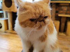 -more than meow吴止猫主题餐厅(承德 中船汇店)