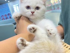-lincat·猫舍(广州店)