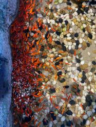 -酷嗒动物文化乐园(cutezoo西溪乐天城店)