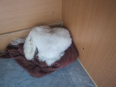 -安安宠医·臻爱宠物医院·宠保定点(营门口路分院)