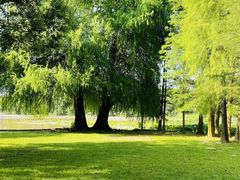 -南宁良凤江国家森林公园