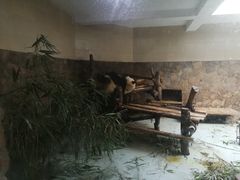 熊猫-成都大熊猫繁育研究基地