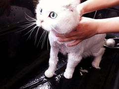 -中农大我爱我爱动物医院·核磁CT·猫病·24小时夜诊中心(石佛营店)
