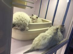 -喵的天空名猫咖啡馆·撸猫·猫舍·用品