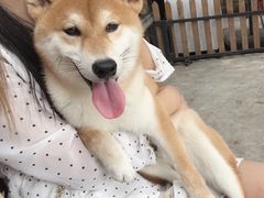 -柴犬高等学院·狗咖·柴犬售卖·宠物训练