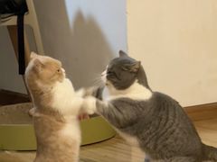 -翊宠yipet猫狗购宠庄园犬舍•猫舍