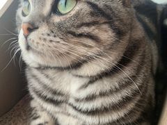 -Catmate·猫肥家润(金润铂宫店)